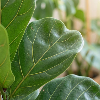 Ficus Lyrata avec pot Potter gris - 80cm - Ø21