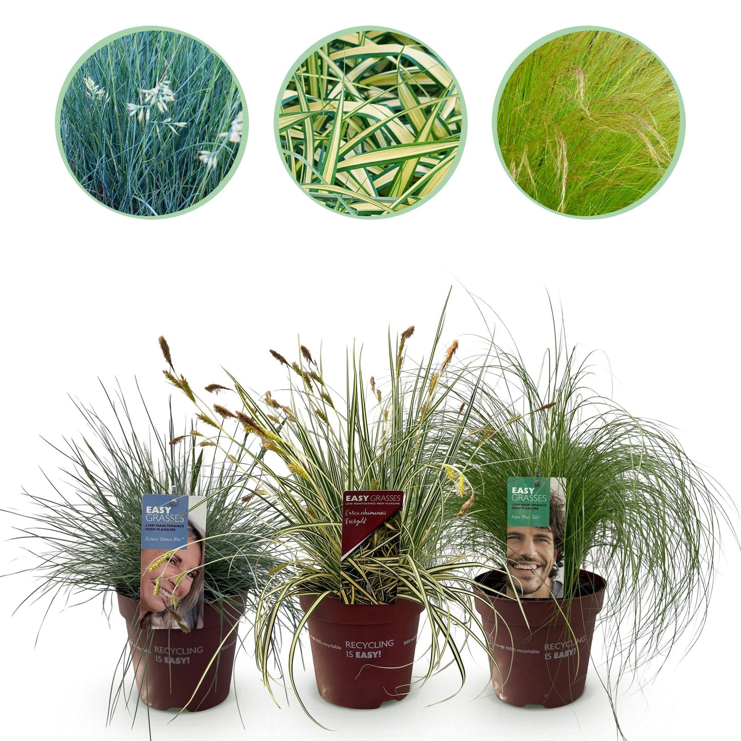 Graminées : lot de 3 plantes en pot, mélange de couleurs bleu, jaune et vert, persistantes et rustiques, sur fond blanc.