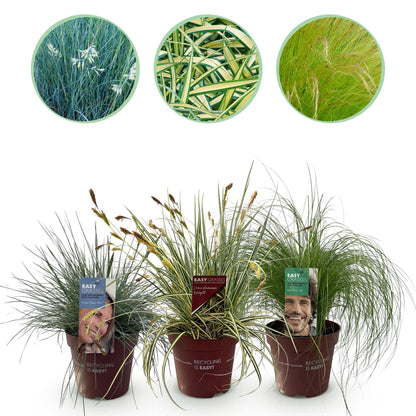 Graminées : lot de 3 plantes en pot, mélange de couleurs bleu, jaune et vert, persistantes et rustiques, sur fond blanc.