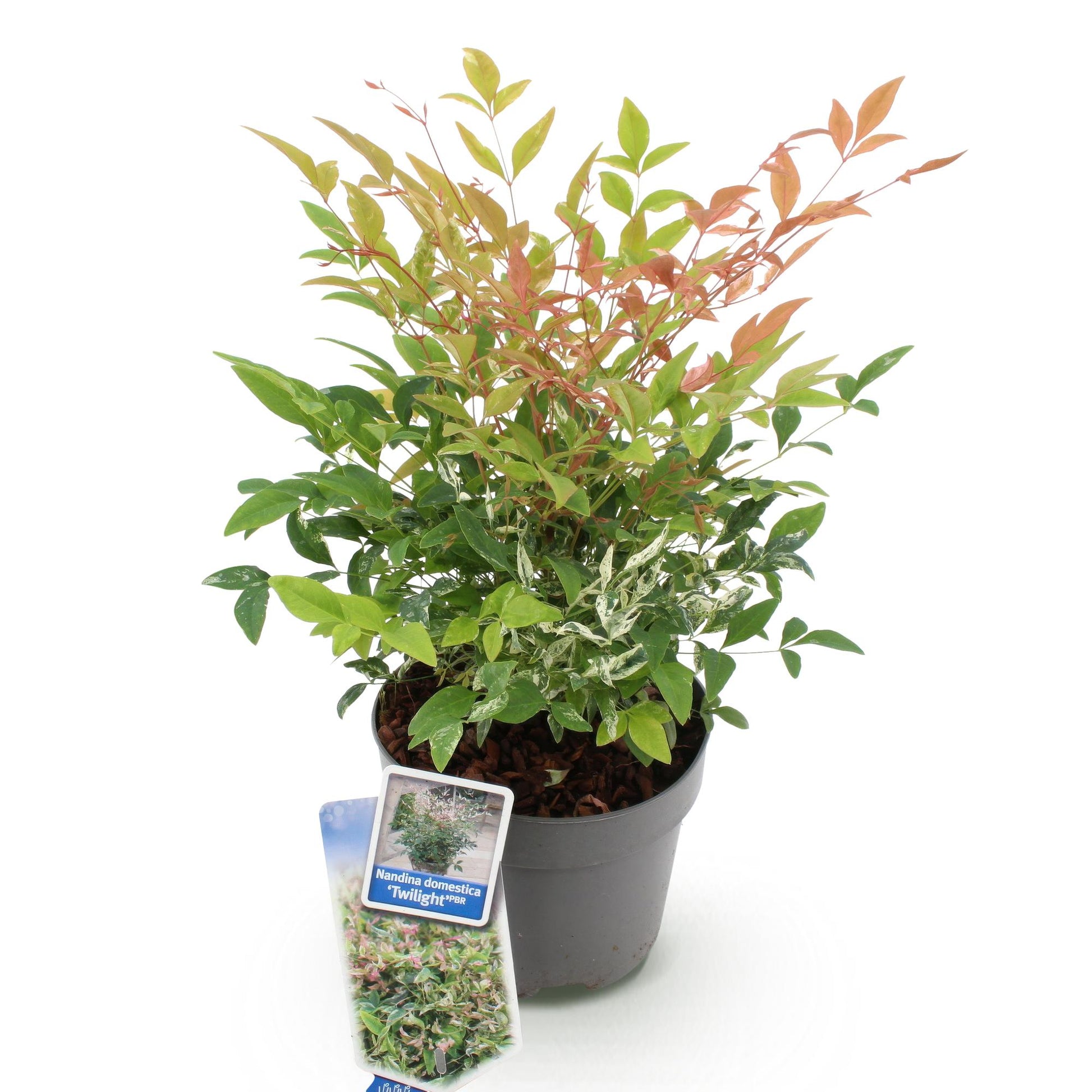 Nandina Twilight : un plant en pot de 17cm avec feuillage panaché et rose, présenté sur fond blanc uni.