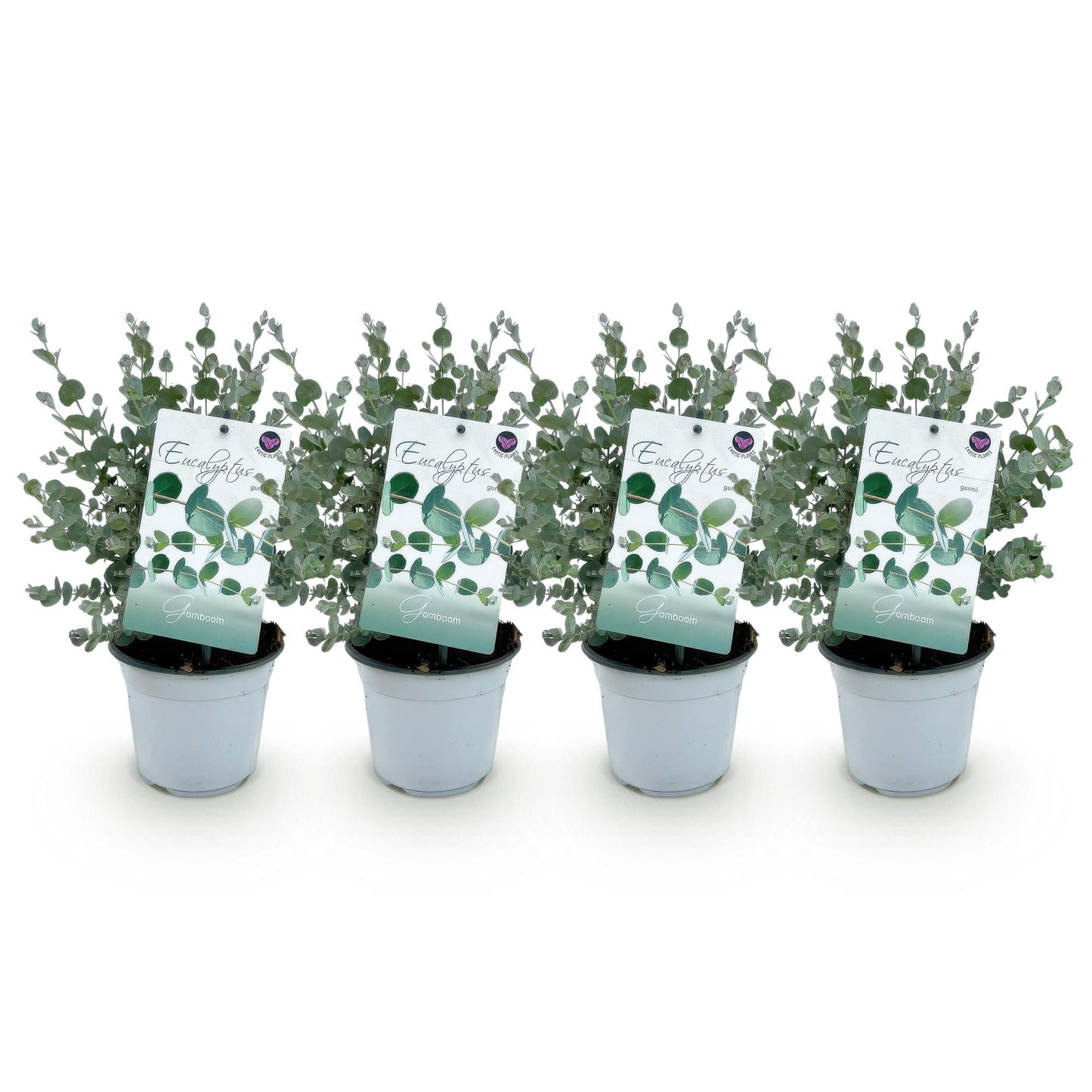 Eucalyptus gunni, 4 jeunes plants en pot blanc, avec leurs étiquettes, alignés sur un fond blanc uni, prêts à être plantés.