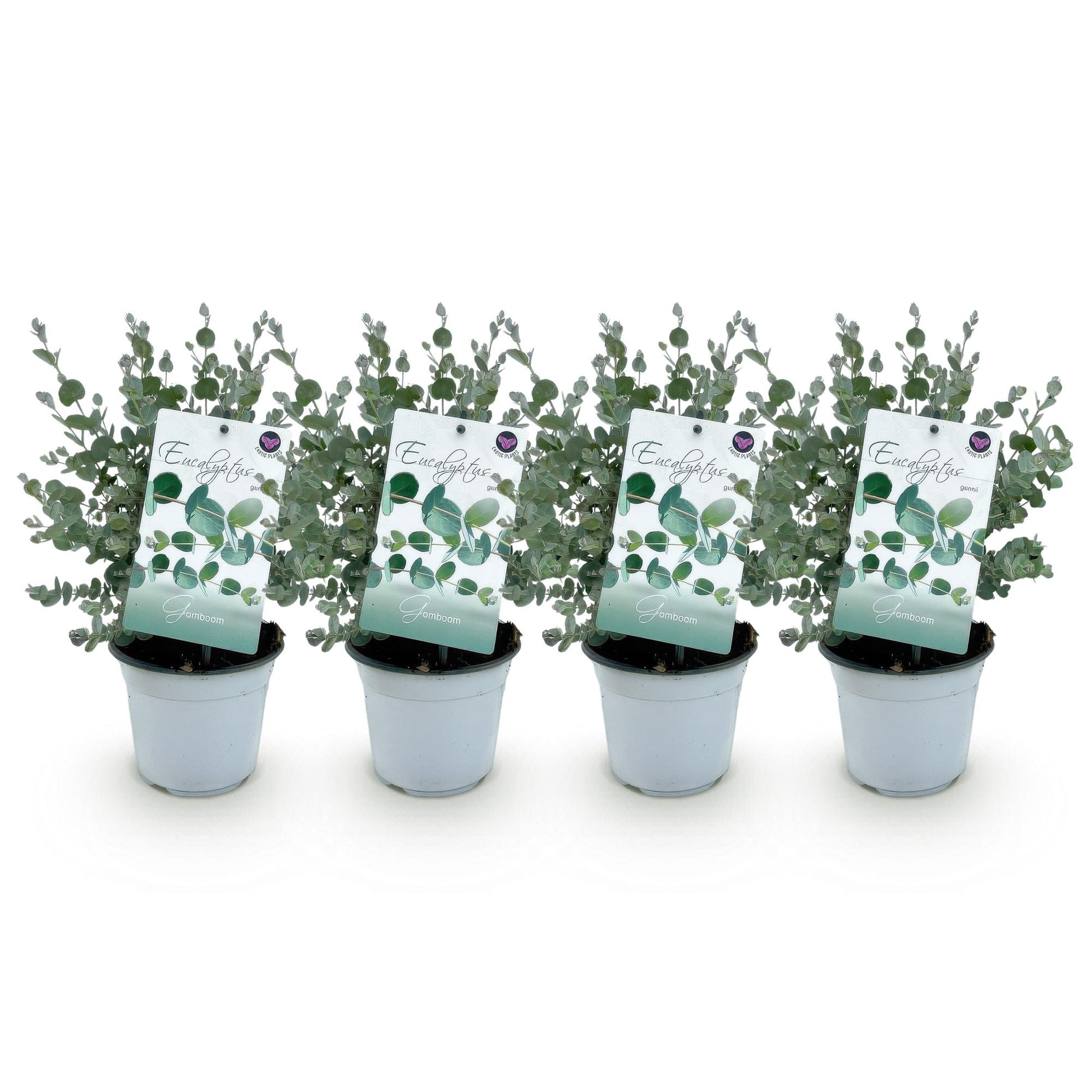 Eucalyptus gunni, 4 jeunes plants en pot blanc, avec leurs étiquettes, alignés sur un fond blanc uni, prêts à être plantés.