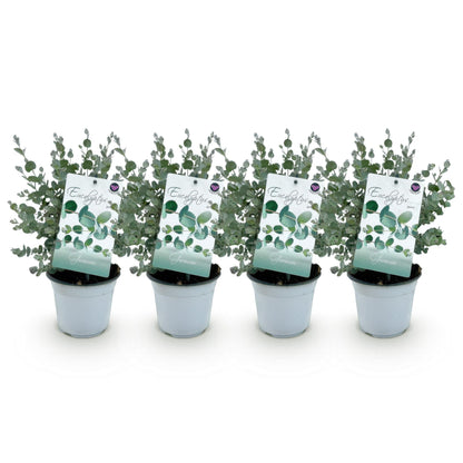 Eucalyptus gunni, 4 jeunes plants en pot blanc, avec leurs étiquettes, alignés sur un fond blanc uni, prêts à être plantés.