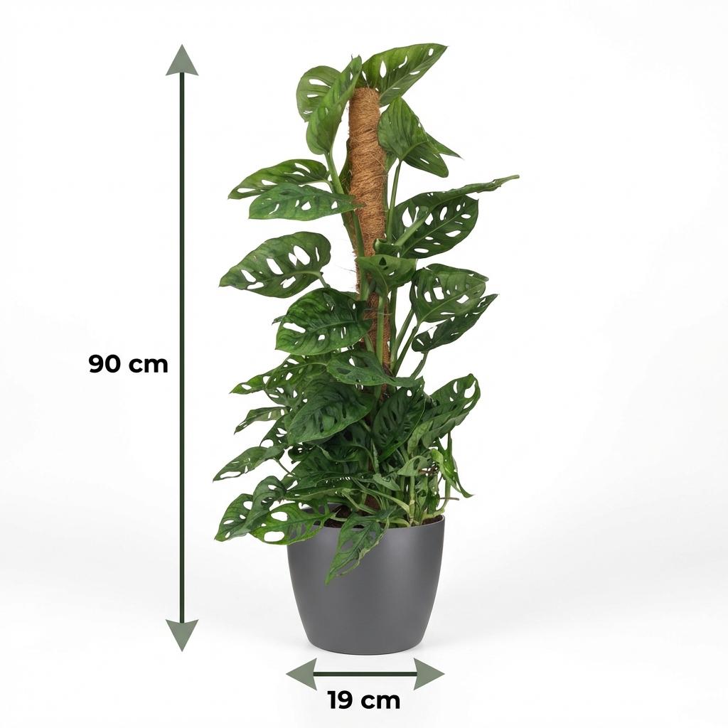 Plante d'intérieur - Monkey Mask - Monstera Adansonii sur Tuteur - Vert - Entretien facile - 1 Plante - avec Potter Gris - Pot 19cm - Hauteur 90cm
