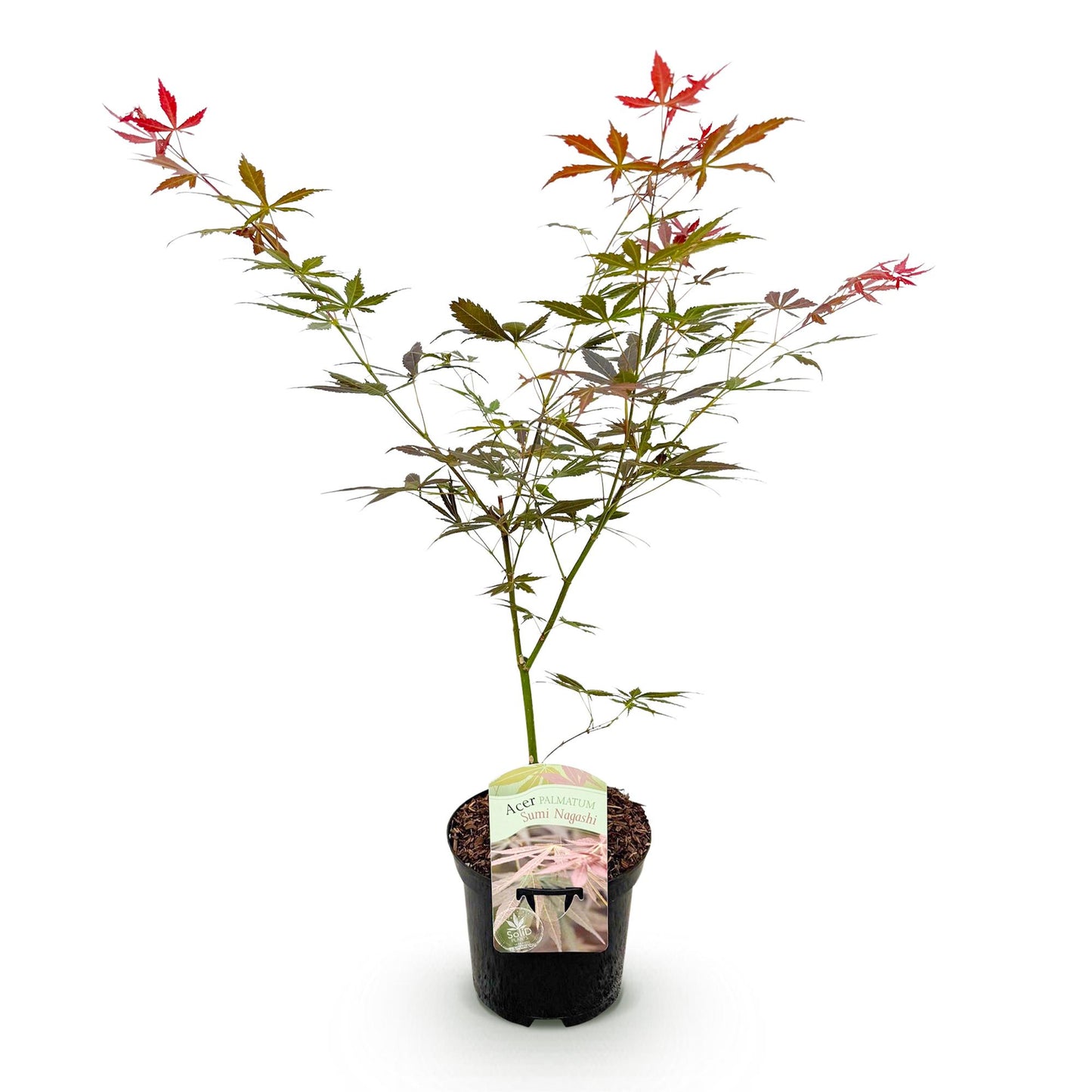 Érable japonais Acer palmatum Sumi-nagashi, jeune plant en pot noir avec étiquette sur fond blanc, feuillage rouge vif et vert.