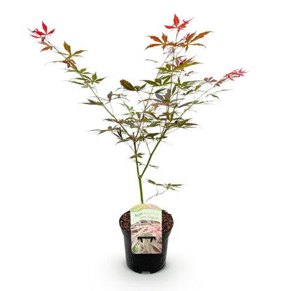 Érable japonais Acer palmatum Sumi-nagashi, jeune plant en pot noir avec étiquette sur fond blanc, feuillage rouge vif et vert.