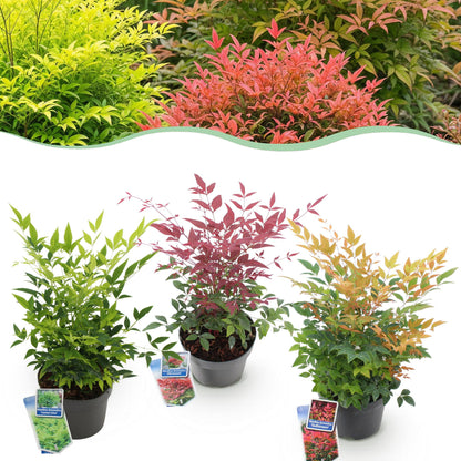 Nandina Duo jaune et rouge : trois plants en pot sur fond blanc, mettant en valeur leurs couleurs vives et variées. Deux plants sont de type