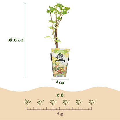 Groseillier blanc Witte Hollander : illustration des dimensions d'un plant (30-35 cm de hauteur, pot de 9 cm) et espacement de plantation (6