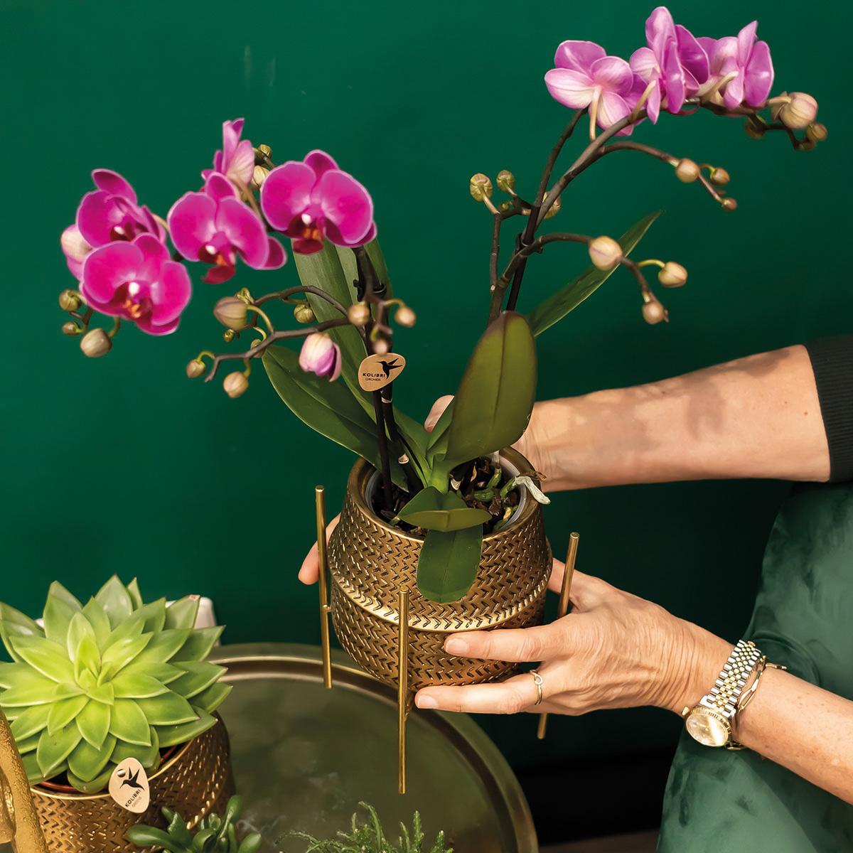 Orchidée Phalaenopsis violette en pot