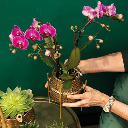 Orchidée Phalaenopsis violette en pot