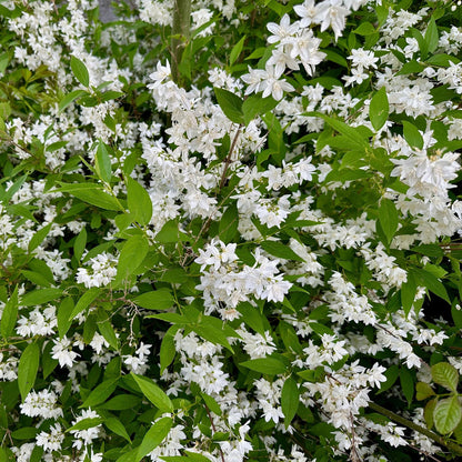 Deutzia Gracilis, gros plan sur ses nombreuses fleurs blanches délicates et son feuillage vert vif.