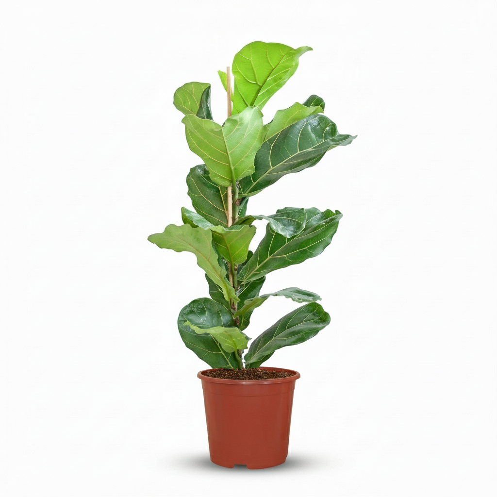 Ficus Lyrata avec pot Potter blanc - 80cm - Ø21