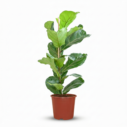 Ficus Lyrata avec pot Potter blanc - 80cm - Ø21