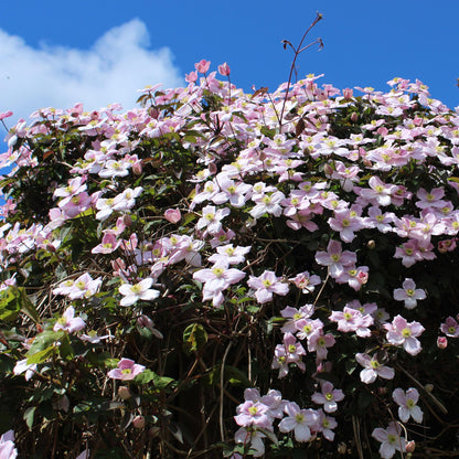 Clematis montana Rubens, fleurs rose pâle en abondance sous un ciel bleu. Plante grimpante idéale pour un jardin fleuri avec peu d'entretien