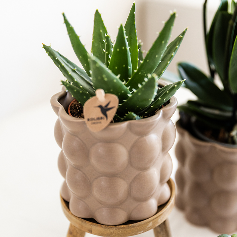 Orchidée Phalaenopsis blanche en pot