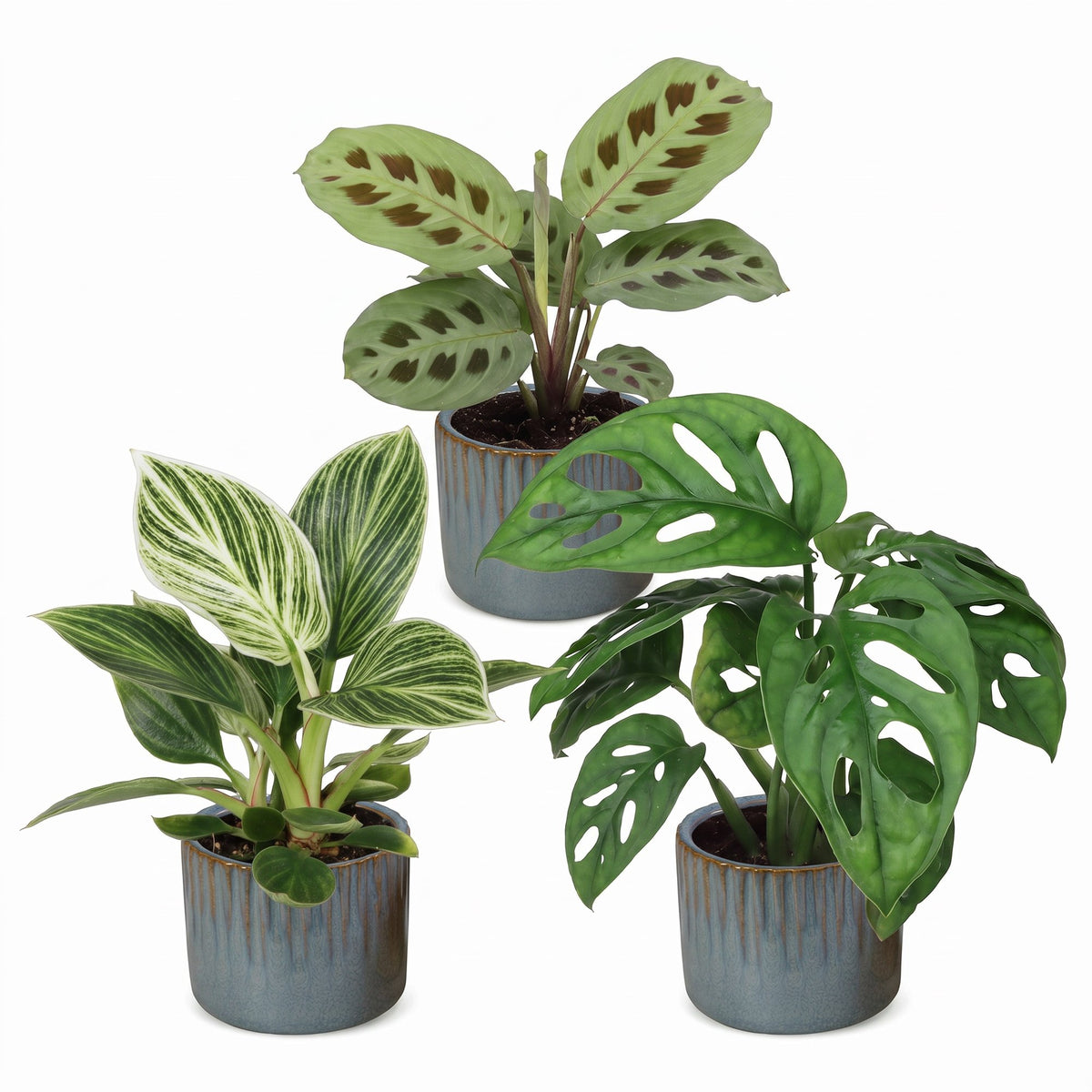 Box surprise plantes en pot de 6 cm, 3 plantes, cache-pot bleu gris