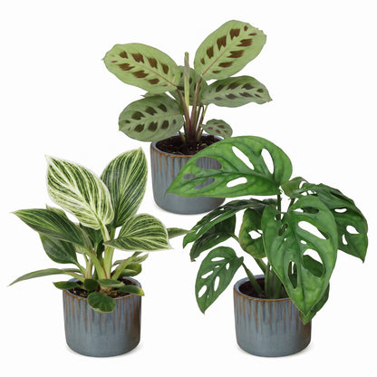 Box surprise plantes en pot de 6 cm, 3 plantes, cache-pot bleu gris