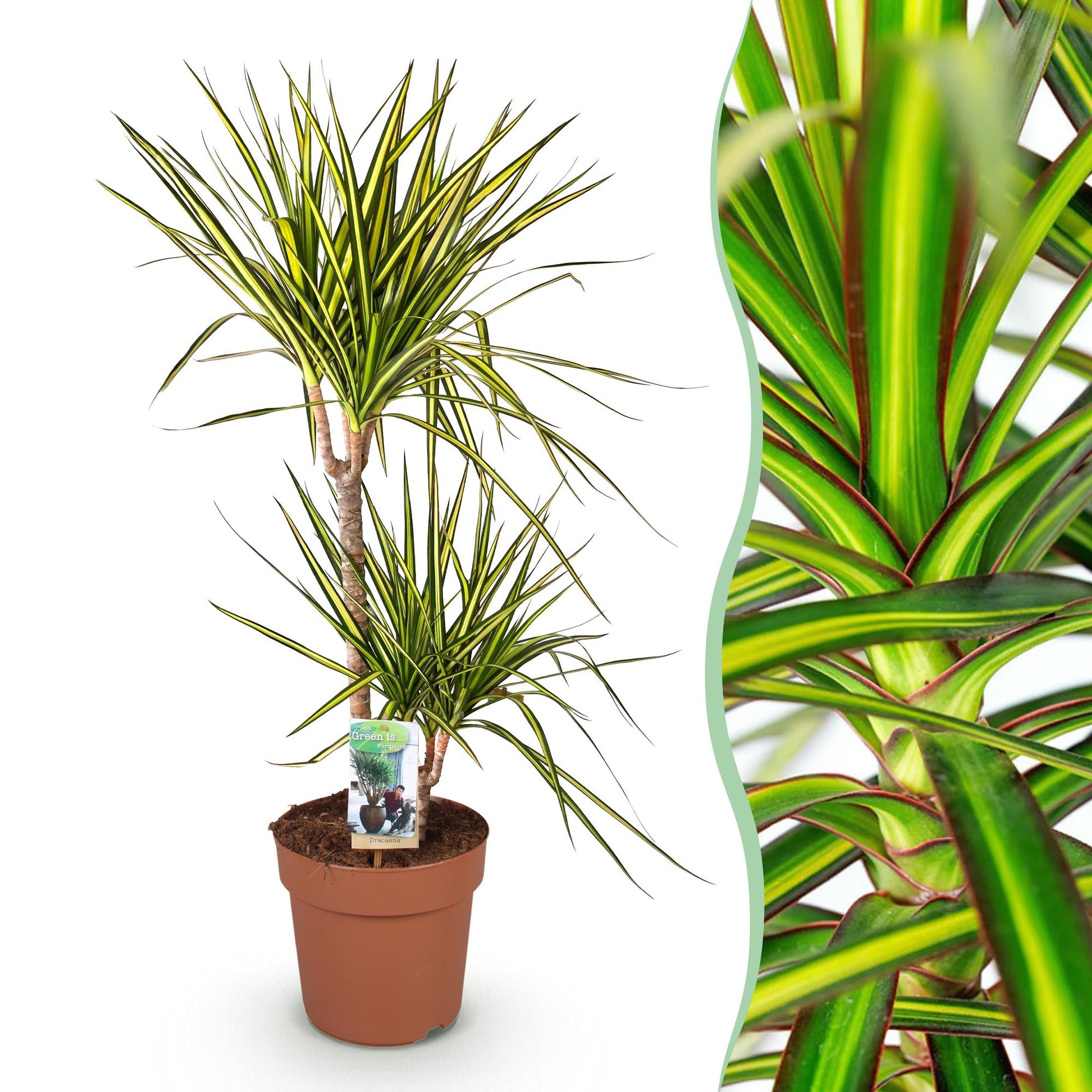 Plantes d'intérieur - Dracaena Sunray - Sang de dragon - Peu d'entretien - Vert - jaune - 1 Plante - Pot 21cm - Hauteur 90-100cm