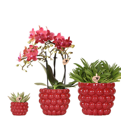 Orchidée Phalaenopsis rouge en pot