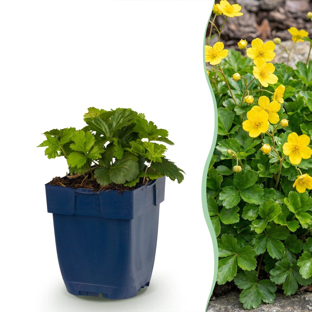 Fraisier doré en pot de 11 cm et détail du feuillage et des fleurs