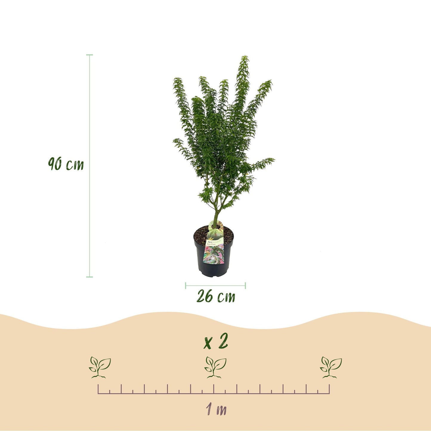 Acer palmatum Koto Hime : schéma d'un érable japonais caduc en pot indiquant une hauteur de 90 cm, un pot de 26 cm, et un espacement de plan