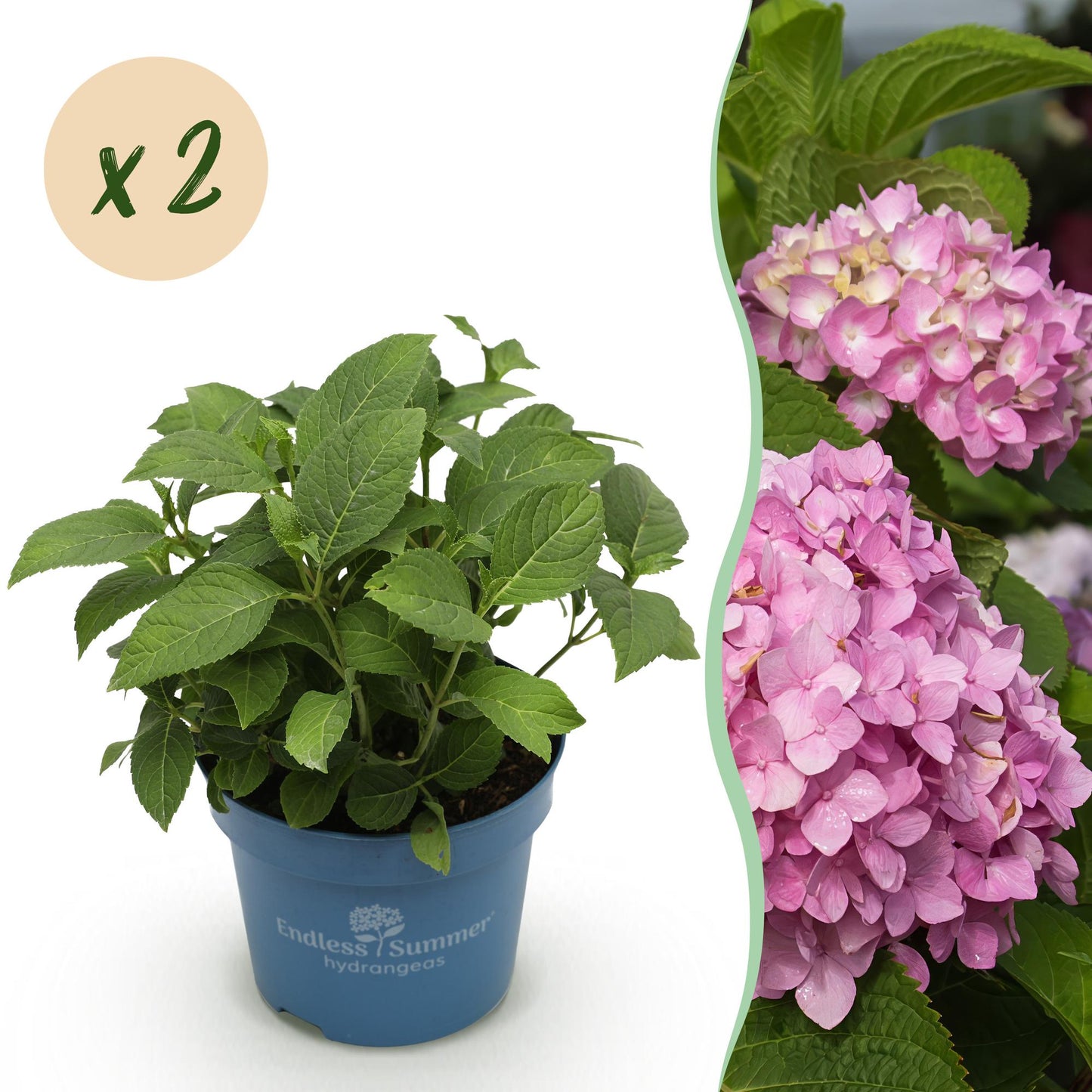 Hortensia Endless Summer The Original Pink, jeune plant en pot avec une bulle indiquant un lot de 2, et une image d'une fleur rose.