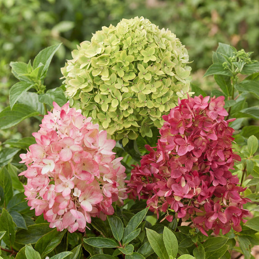 Hortensia 'Groundbreaker Blush' : gros plan de trois magnifiques inflorescences en panicules, affichant des teintes allant du vert pâle au r