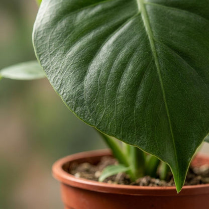 Un gros plan sur une feuille de Monstera Deliciosa d'un vert profond avec ses nervures apparentes, dans un pot de 12cm en terre cuite