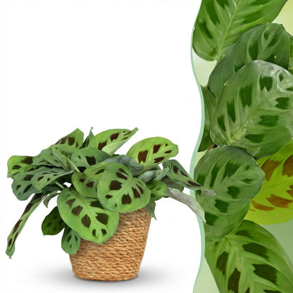 Plante d'intérieur - Maranta Fascinator Kerchoveana - Plante zèbre - Plante amicale pour les animaux - Vert - 1 Plante - avec Panier - Pot 12cm - Hauteur 25cm