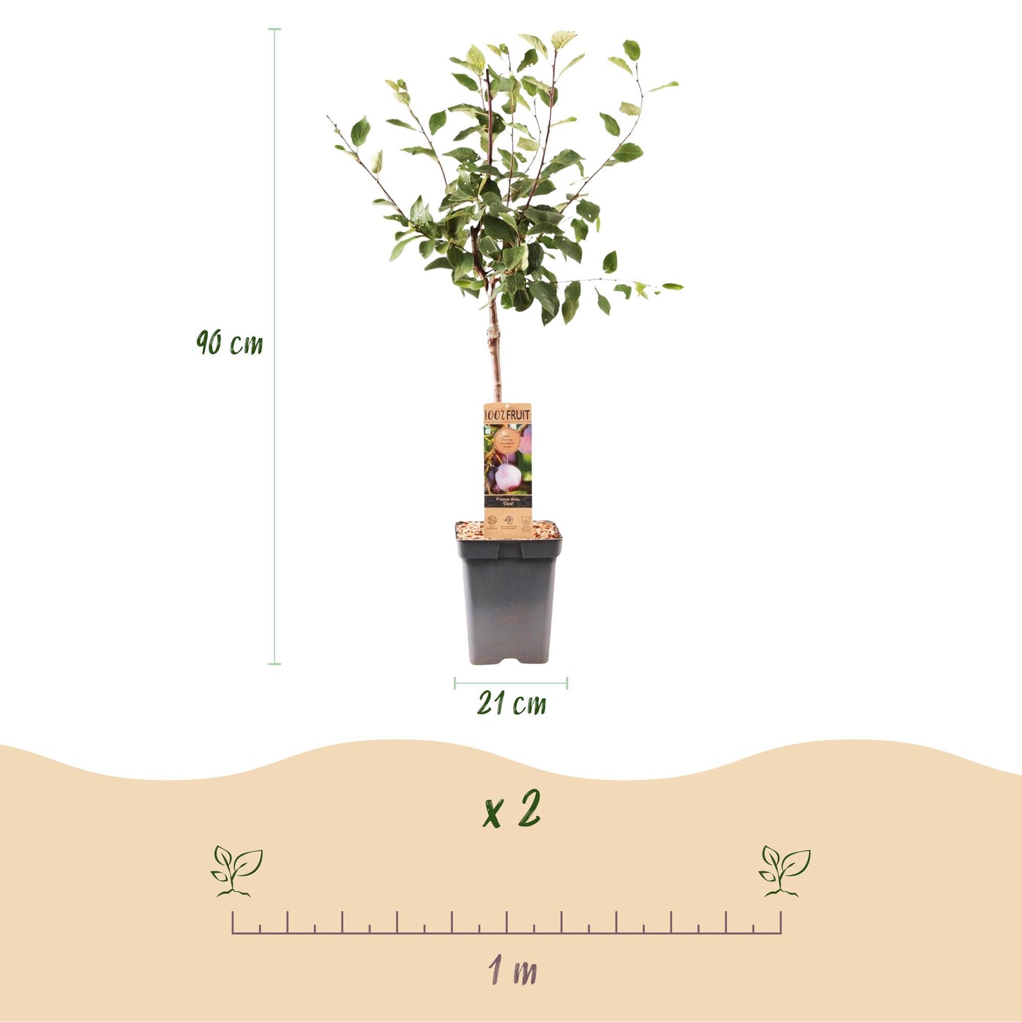 Prunus domestica Opal : Schéma des dimensions du prunier (90 cm de haut, pot 21 cm) et espacement de plantation (1 mètre) pour un lot de 2.