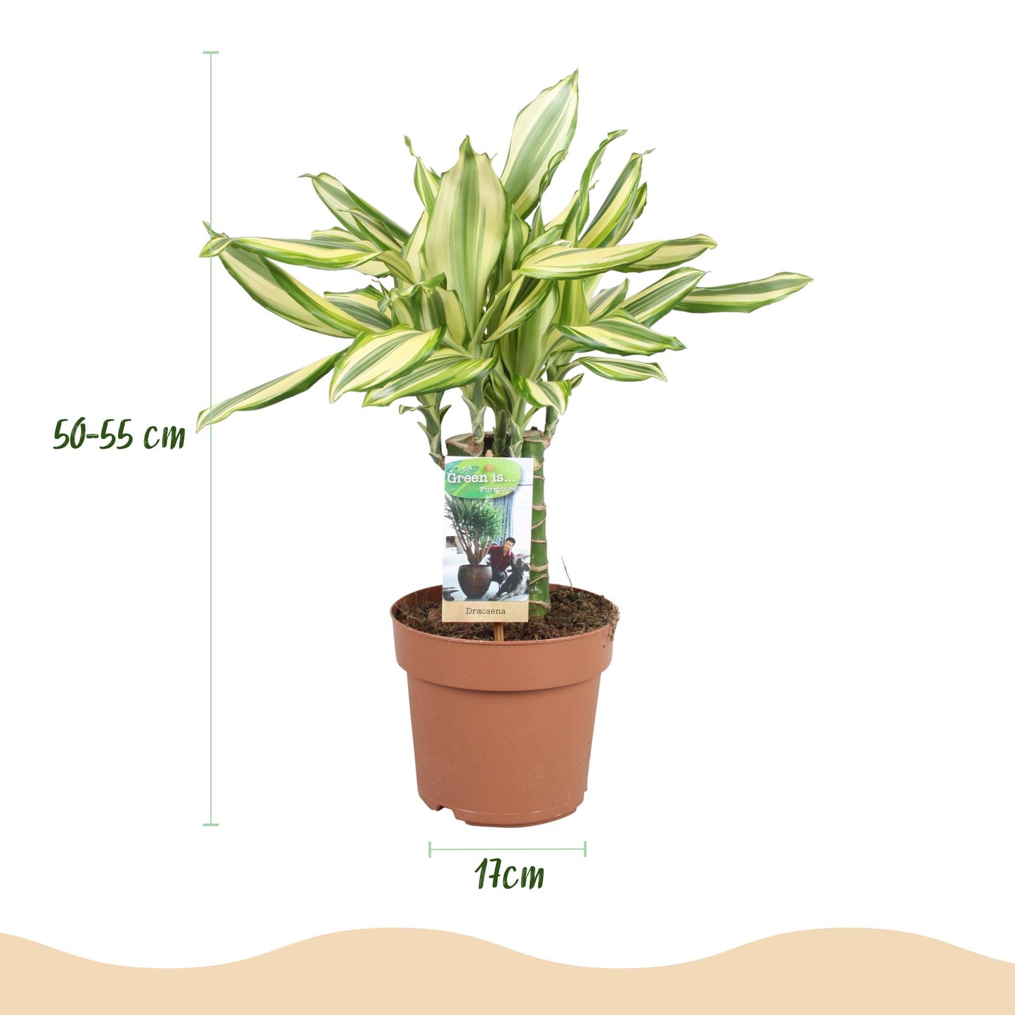 Plantes d'intérieur - Dracaena fragrans Diamond Dream - Dragonnier - Peu d'entretien - Panaché - 1 Plante - Pot 17cm - Hauteur 50-55cm