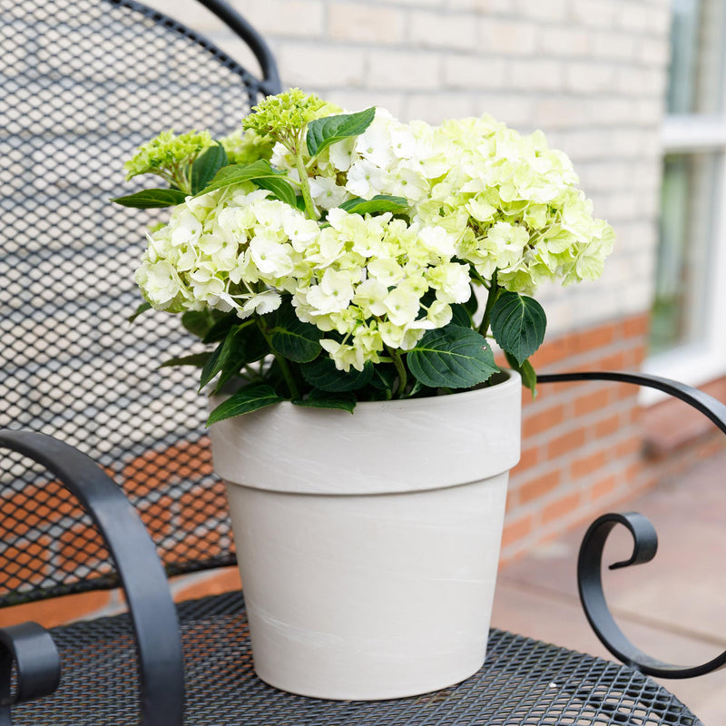 Hortensia Magical Nobless (Hydrangea macrophylla), arbuste fleuri rustique, fleurs blanches, Pot 23 cm, Hauteur 55 cm