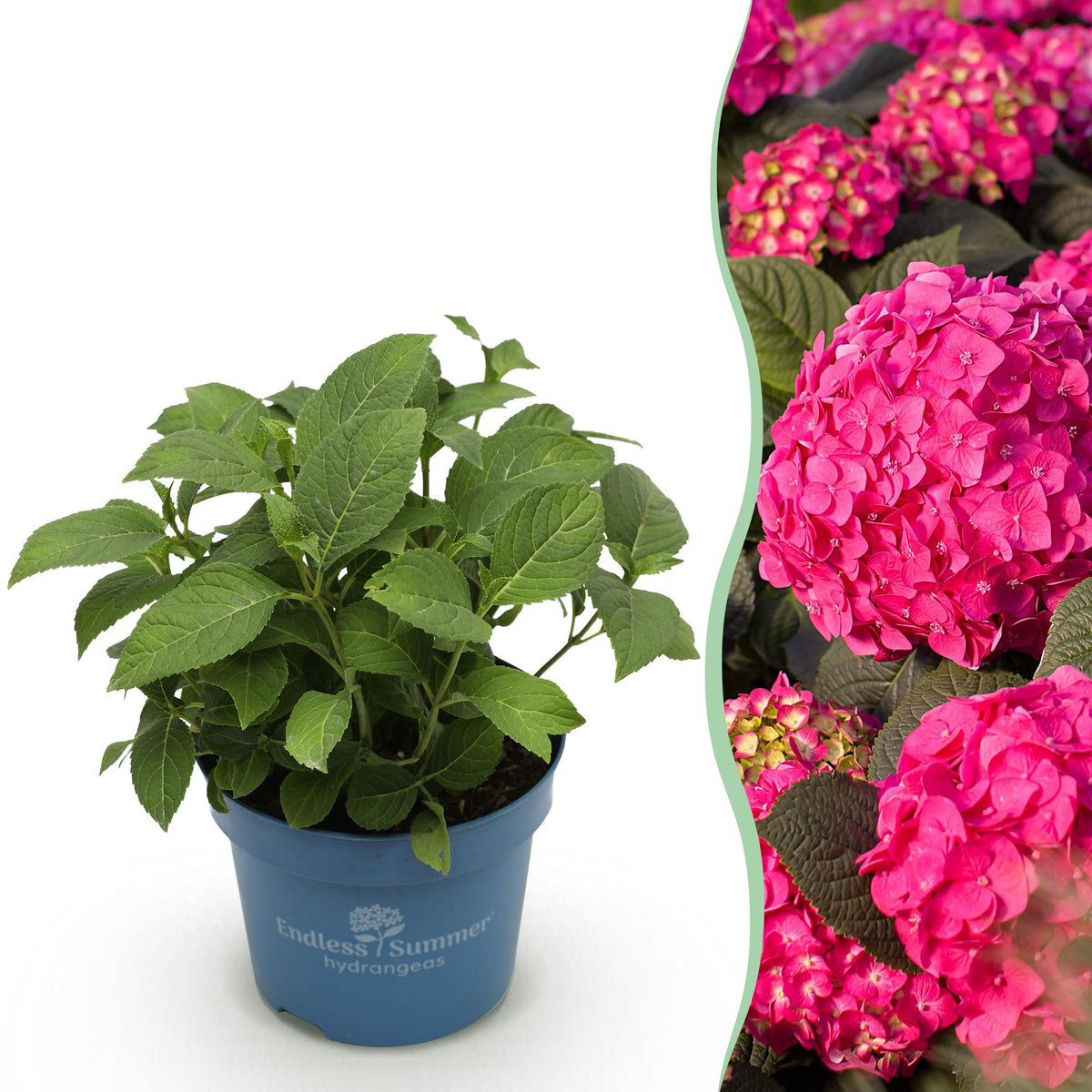 Hortensia 'Summer Love Red' en pot de 14 cm et détail du feuillage et des fleurs