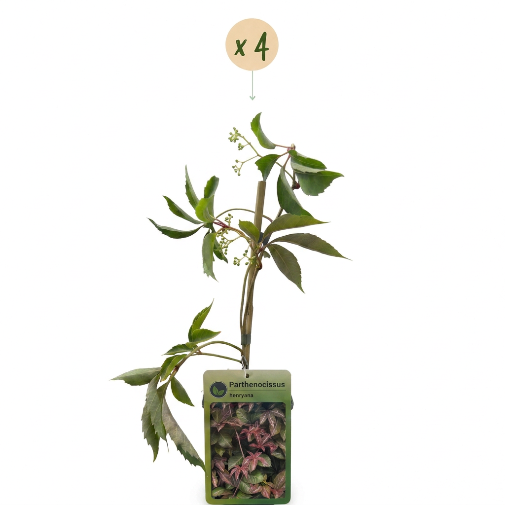 Vigne vierge de Henry (Parthenocissus henryana) - grimpante au feuillage flamboyant