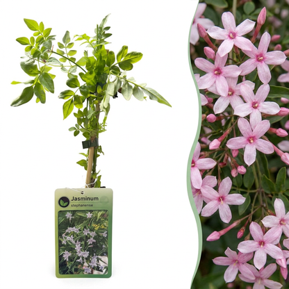 Jasmin de Stéphane (Jasminum x stephanense) - grimpante parfumée