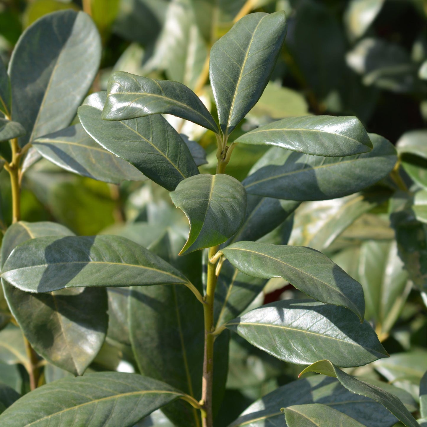 Prunus laurocerasus Rotundifolia. Gros plan sur les feuilles vertes et brillantes de cette plante de haie sempervirente.