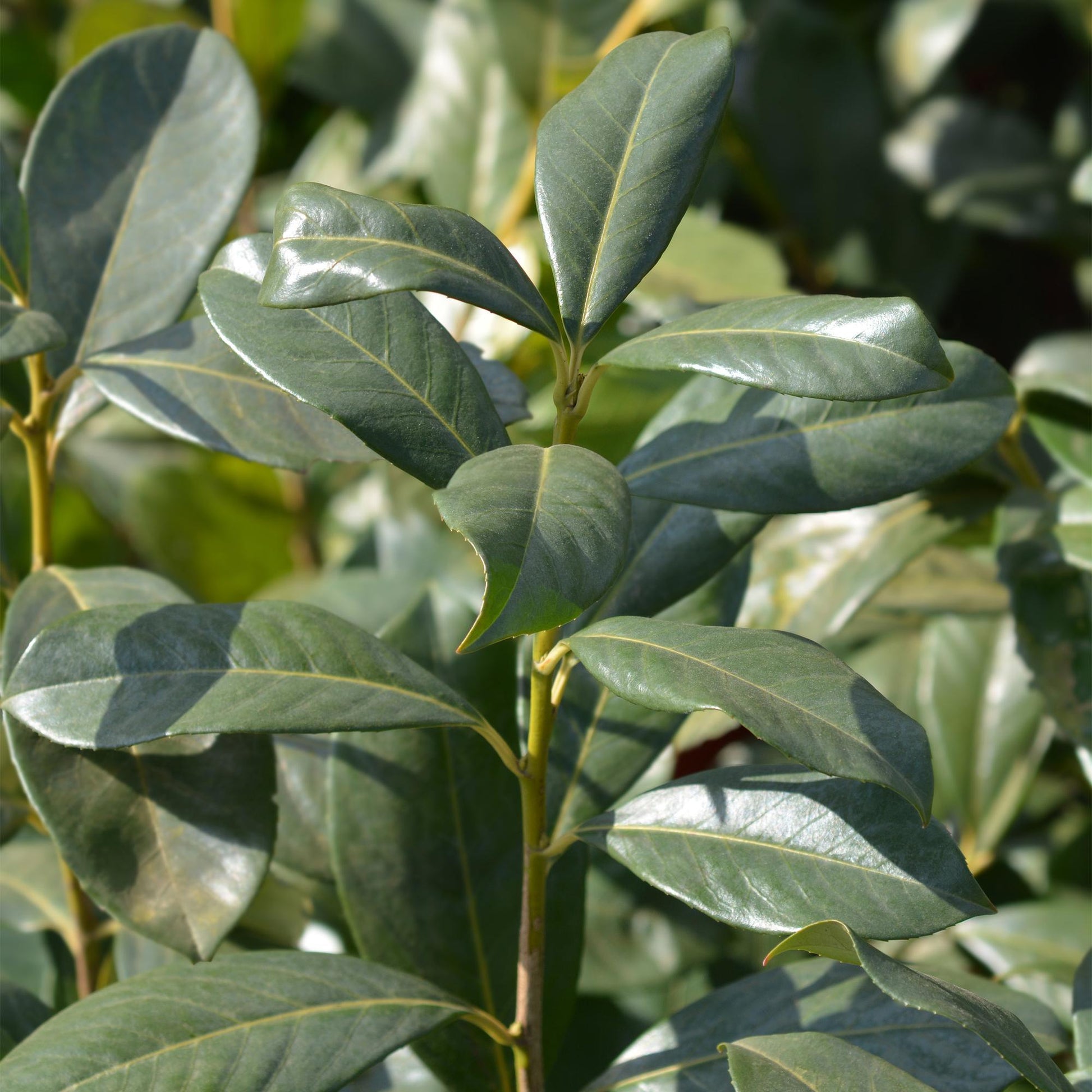 Prunus laurocerasus Rotundifolia. Gros plan sur les feuilles vertes et brillantes de cette plante de haie sempervirente.