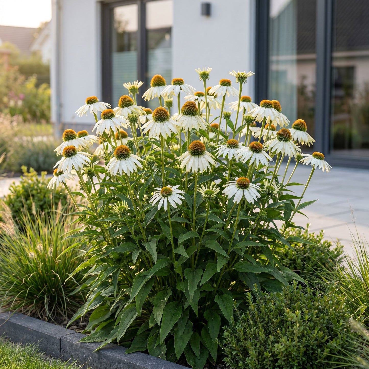 Echinacea purp. Alba en fleur dans un jardin, avec une maison moderne en arrière-plan. Attire abeilles et papillons.