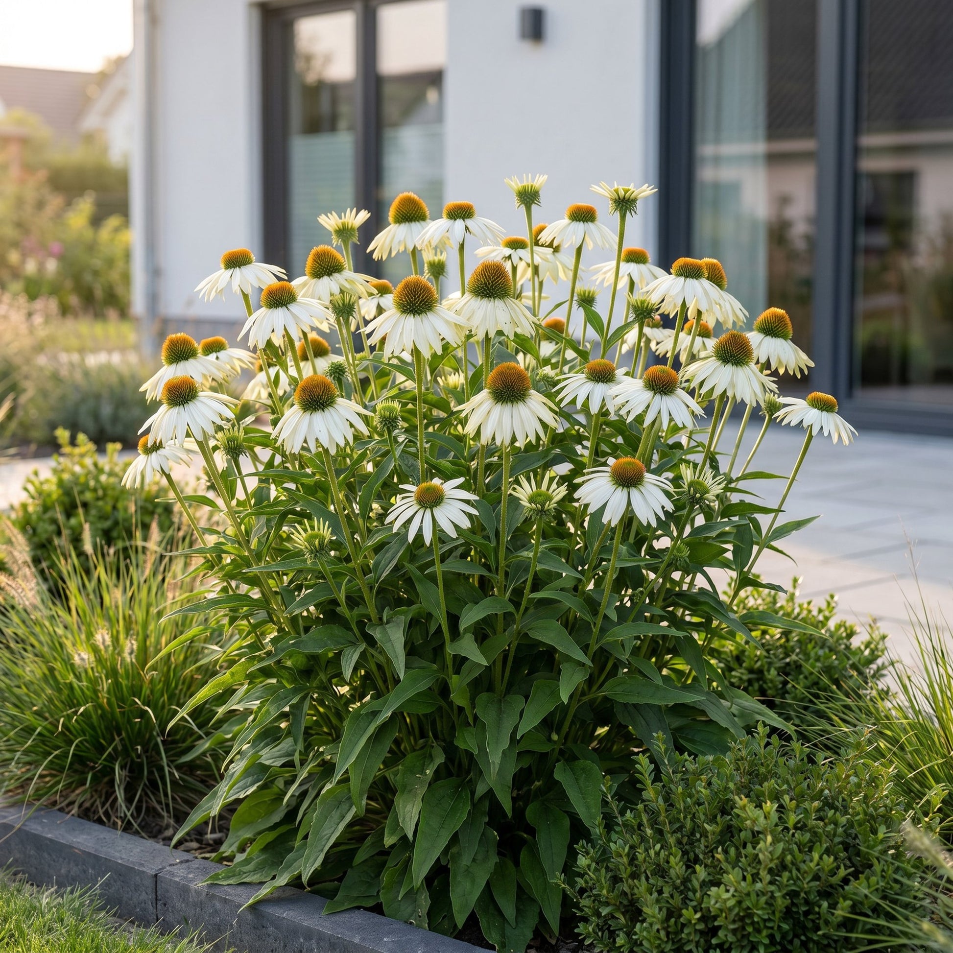 Echinacea purp. Alba en fleur dans un jardin, avec une maison moderne en arrière-plan. Attire abeilles et papillons.