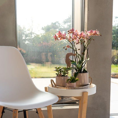 Orchidée Phalaenopsis vieux rose en pot