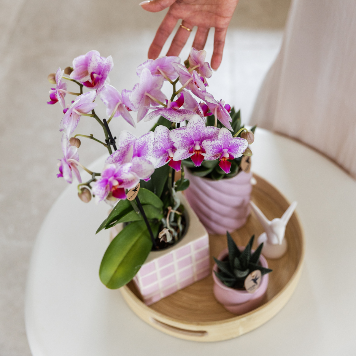 Orchidée Phalaenopsis rose en pot
