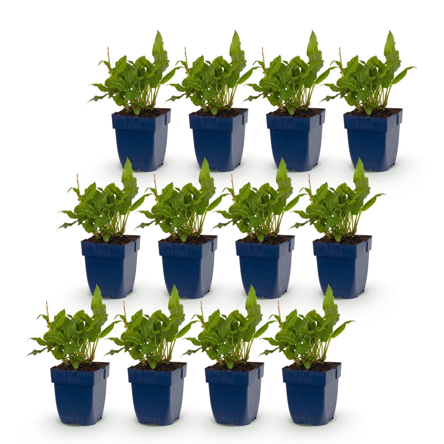 Renouée Persicaria ampl. Rosea : 16 jeunes plants en pot bleu sur fond blanc, prêts à être plantés.