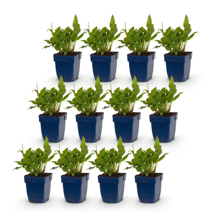 Renouée Persicaria ampl. Rosea : 16 jeunes plants en pot bleu sur fond blanc, prêts à être plantés.