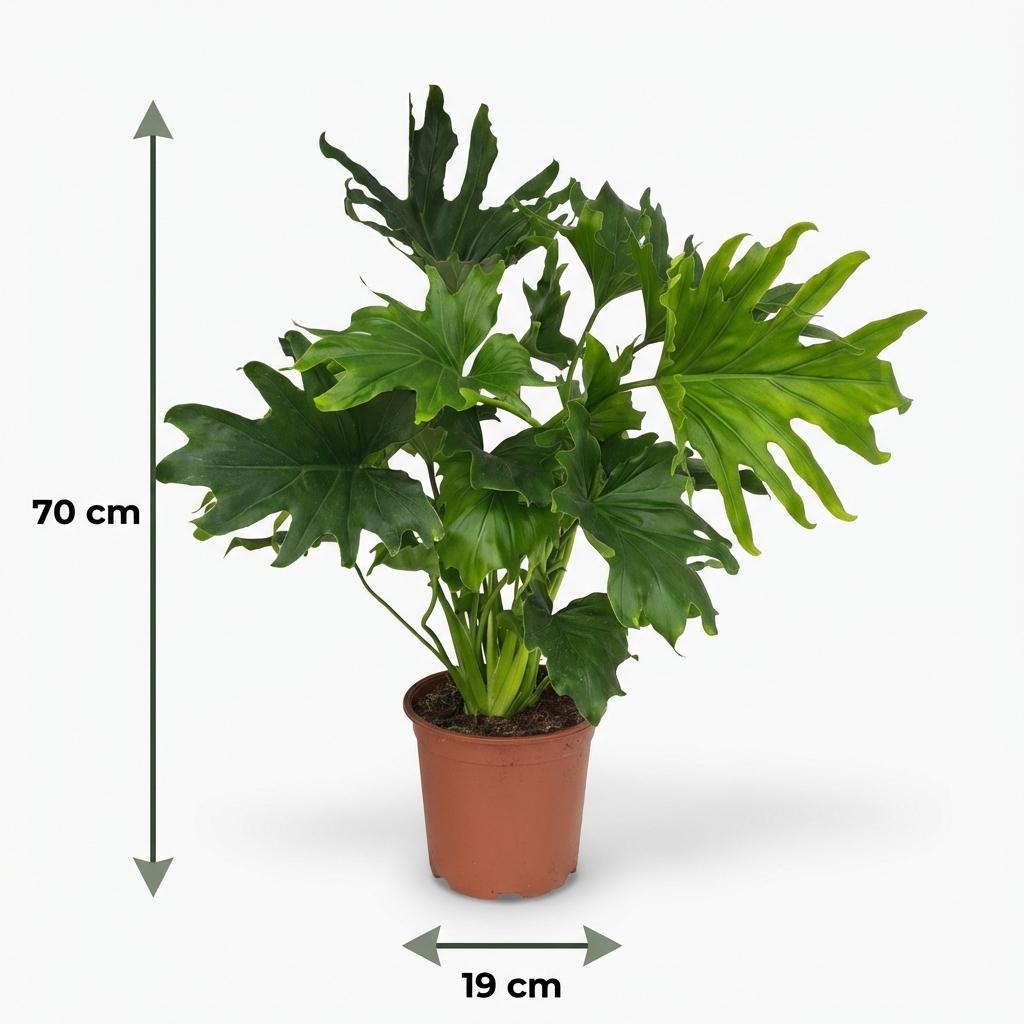 Plante d'intérieur - Philodendron - Philodendron Lickety split - Vert - Entretien facile - 1 Plante - Pot 19cm - Hauteur 70cm