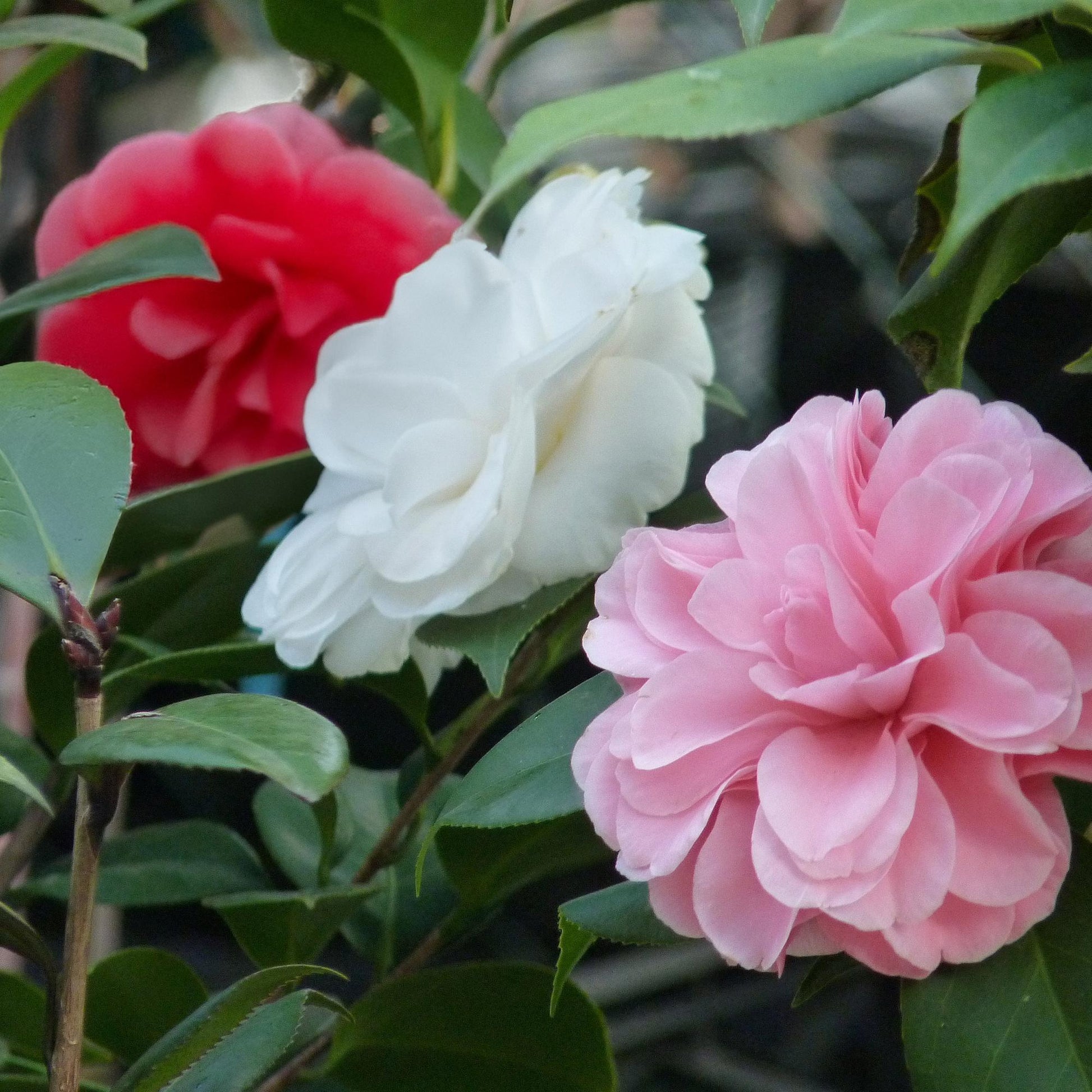Camellia japonica Tricolour : gros plan sur trois fleurs, une rouge, une blanche et une rose, entourées de feuilles vertes.