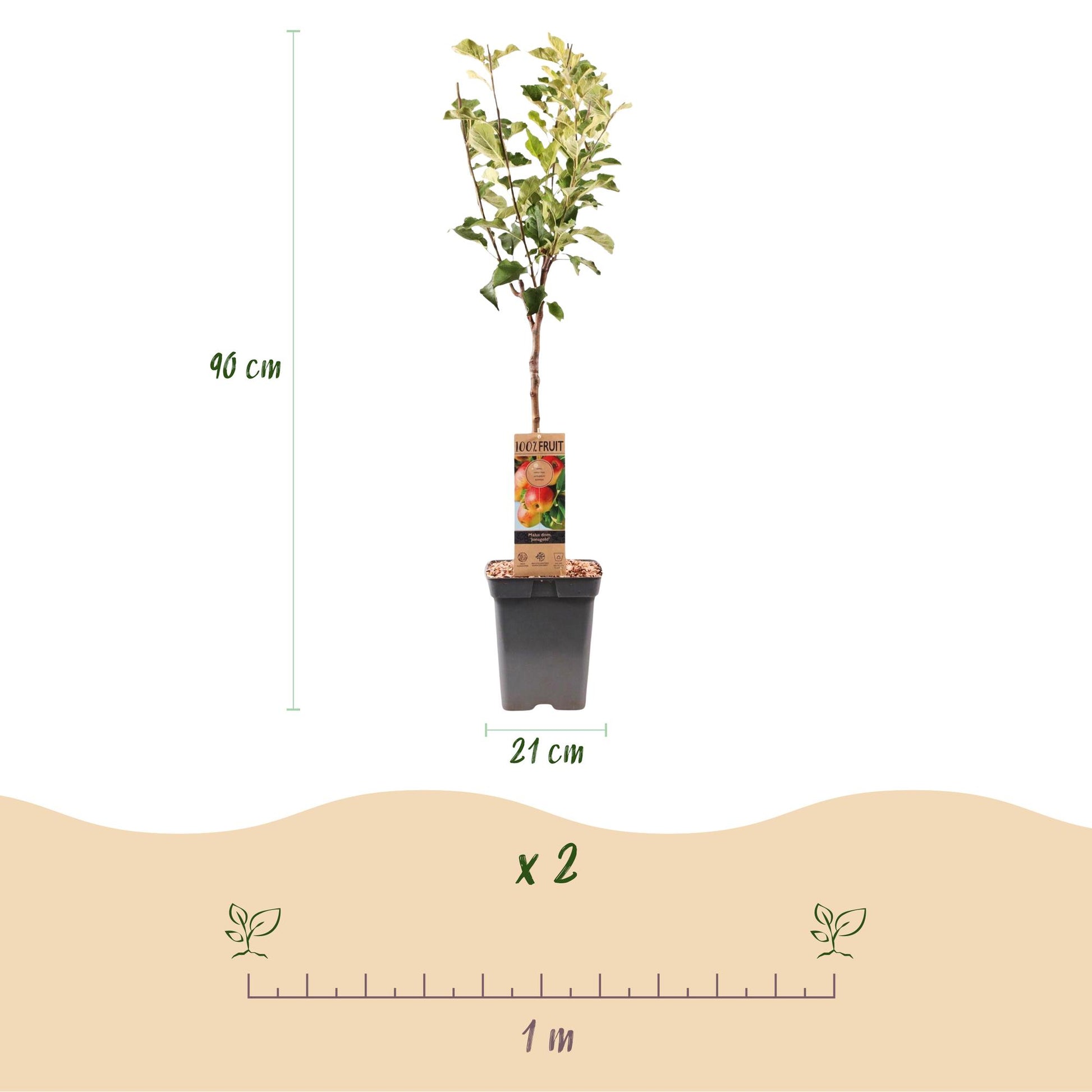 Pommier Malus domestica Jonagold, plant en pot de 21cm, hauteur 90cm. Suggestion de plantation en lot de 2 avec 1m d'espacement.