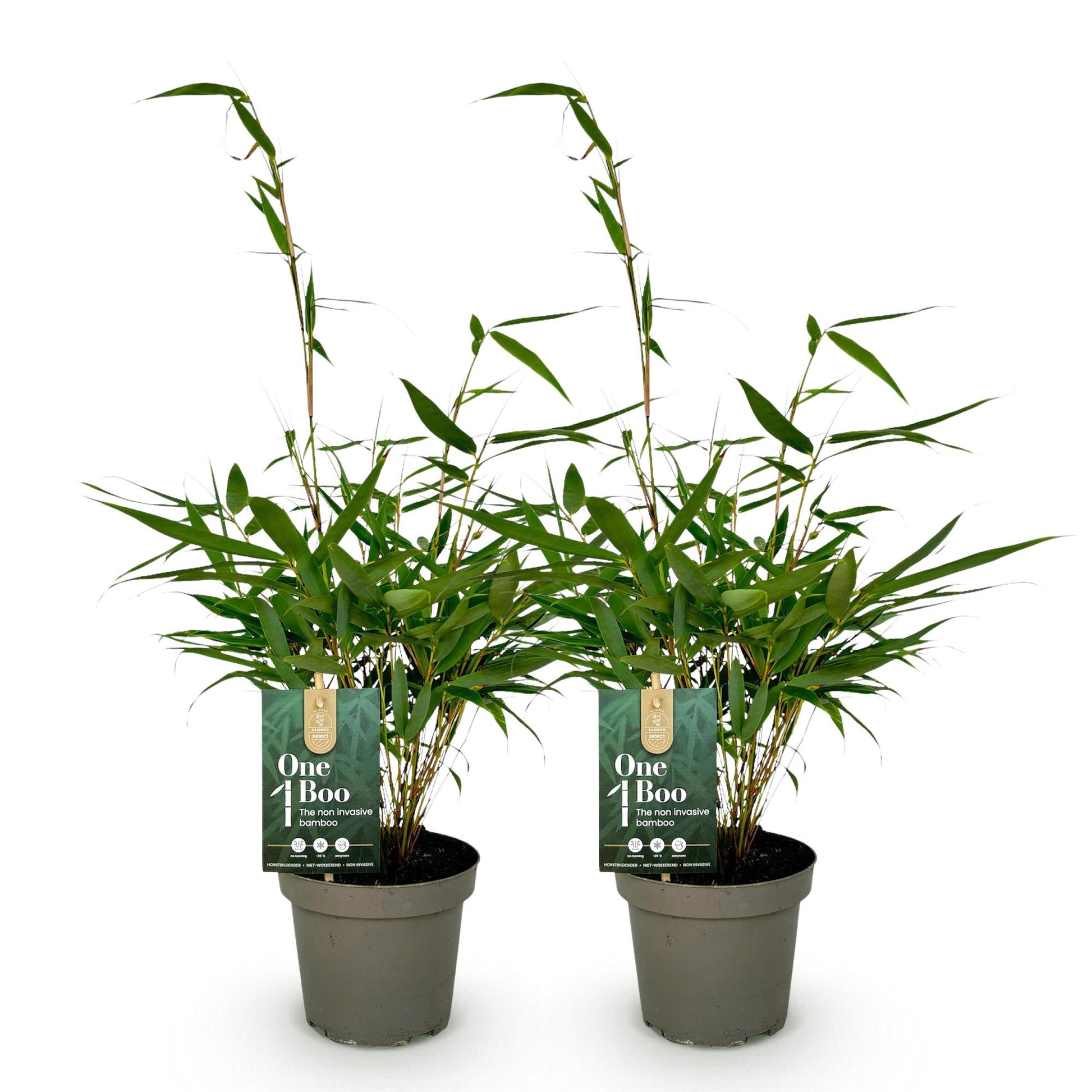 Fargesia robusta Pingwu. Deux plants de bambou non traçant en pots gris sur fond blanc. Chaque plant a de fines tiges vertes et un feuillage