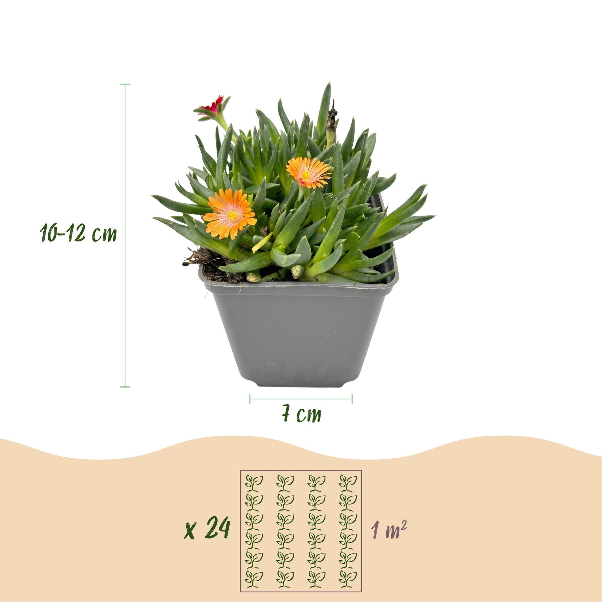 Delosperma mix en pot de 7 cm avec des fleurs oranges et rouges, et un schéma de plantation pour 24 plants par m².
