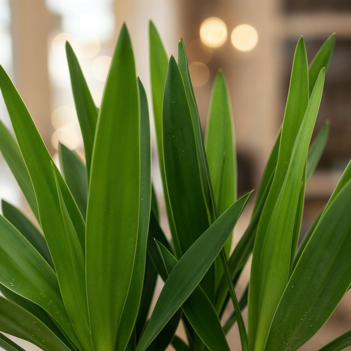 Gros plan sur les longues feuilles vertes et pointues du Yucca Elephantipes, plante d'intérieur robuste