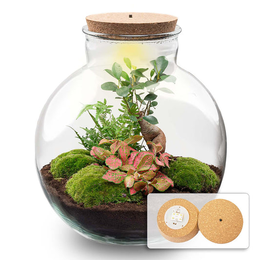 Grand kit terrarium bonsaï : Sans outils, avec bouchon LED